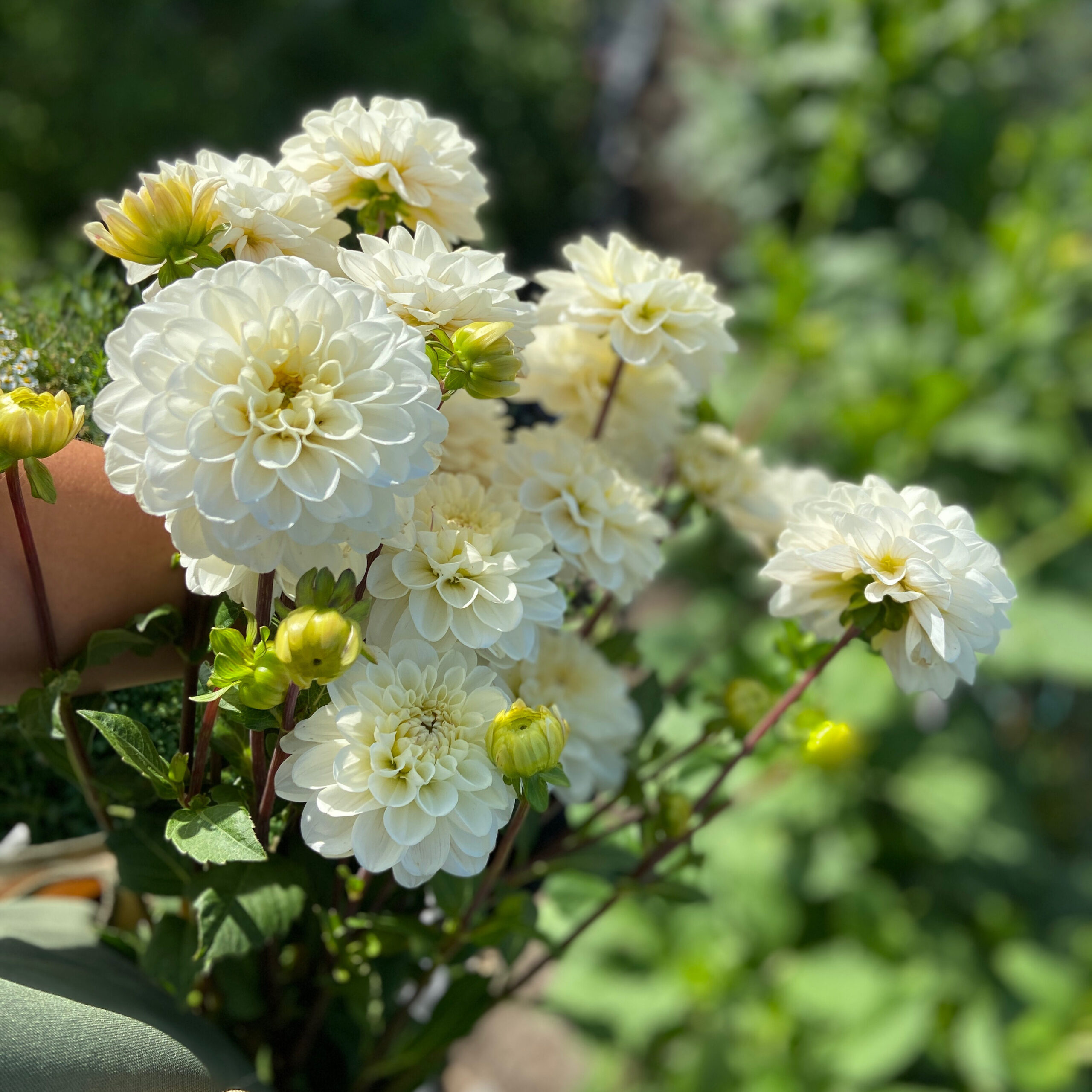 Bunch of white dahlias.